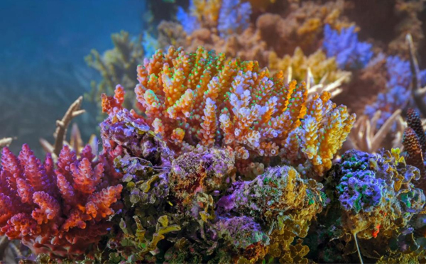 保护珊瑚礁